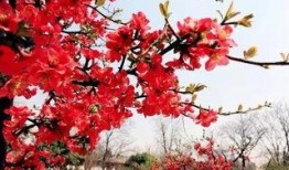 最新爆料小鱼海棠图片